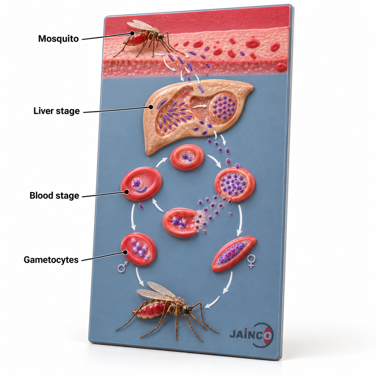Life Cycle of Plasmodium Model